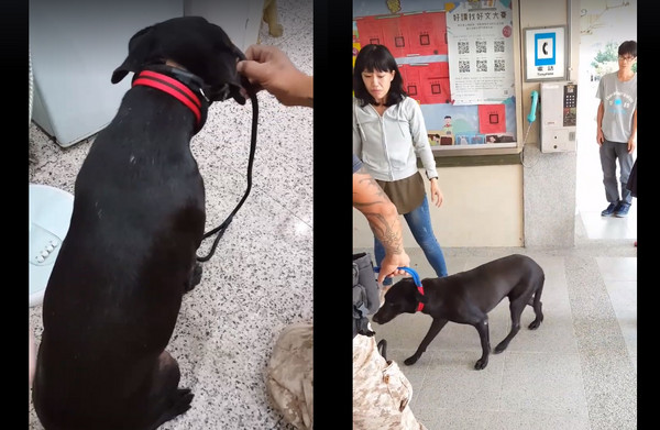 Little Black Makes School Home! Beaten in Burlap Sack Until Bruised and Abandoned, Yet Returns the Next Day to Wait at School (Image courtesy of Hsu Wen-liang (Hsu's Animal Sanctuary))