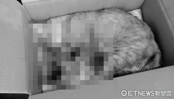 Mother Cat Carrying Kitten Across Road... Hit by Car and Driver Flees | Warm-hearted Man Grieves: I'll Care for the Rest (Photo courtesy of Tsai)