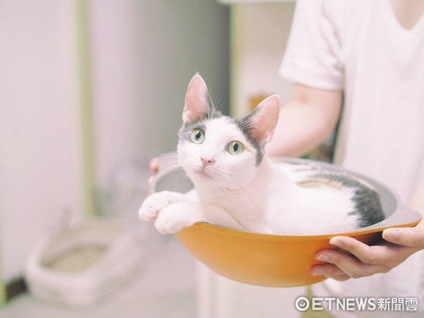 Cat Loves Lounging in Pots! Owner Shakes It Back and Forth "Whoosh Whoosh" — Hilarious Non-Stick Pan Test! (Photo provided by Little Bit of Coffee Puff)
