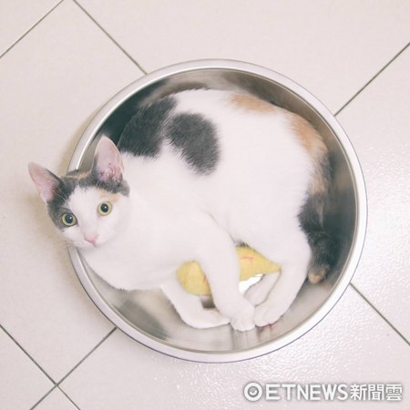 Cat Loves Lounging in Pots! Owner Shakes It Back and Forth "Whoosh Whoosh" — Hilarious Non-Stick Pan Test! (Photo provided by Little Bit of Coffee Puff)
