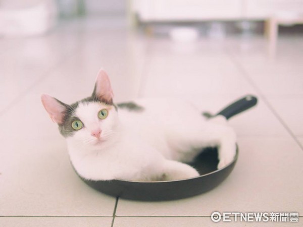 Cat Loves Lounging in Pots! Owner Shakes It Back and Forth "Whoosh Whoosh" — Hilarious Non-Stick Pan Test! (Photo provided by Little Bit of Coffee Puff)