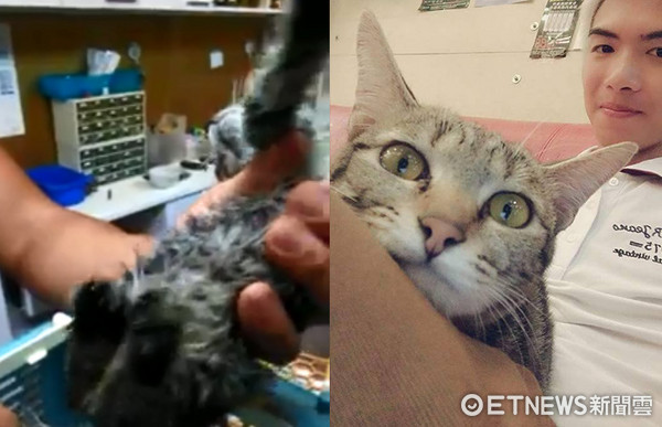 Cat survives car accident, intestinal prolapse and broken bones! Becomes a beautiful salon cat one year after adoption by beauty salon (Photo/ Xiao Ka Cat Dog Rescue Volunteer Group)
