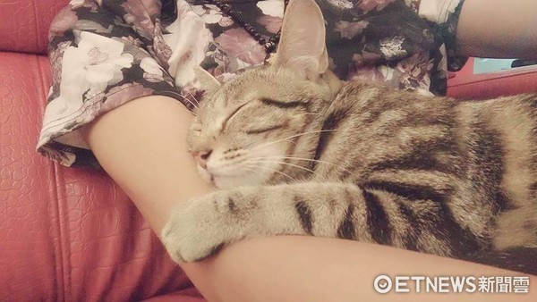 Cat survives car accident, intestinal prolapse and broken bones! Becomes a beautiful salon cat one year after adoption by beauty salon (Photo/ Xiao Ka Cat Dog Rescue Volunteer Group)
