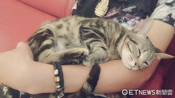Cat survives car accident, intestinal prolapse and broken bones! Becomes a beautiful salon cat one year after adoption by beauty salon (Photo/ Xiao Ka Cat Dog Rescue Volunteer Group)