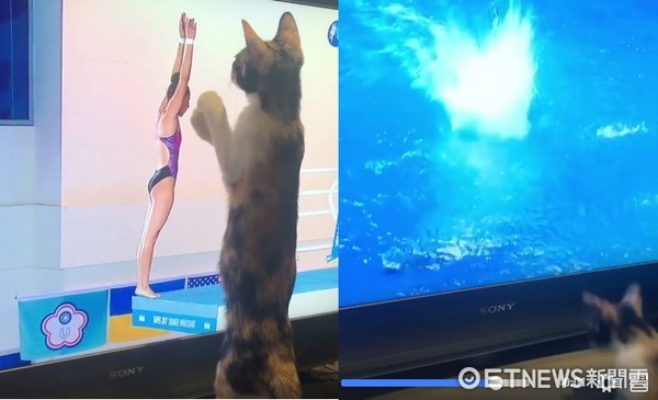 Best Viewer! Adorable Cat Glued to Universiade Diving, Follows Athletes with "Perfect Landing" (Photo provided by netizen surnamed Lee)