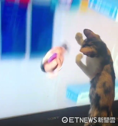 Best Viewer! Adorable Cat Glued to Universiade Diving, Follows Athletes with "Perfect Landing" (Photo provided by netizen surnamed Lee)