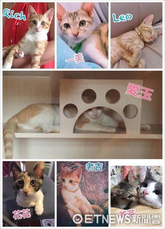 Best Viewer! Adorable Cat Glued to Universiade Diving, Follows Athletes with "Perfect Landing" (Photo provided by netizen surnamed Lee)