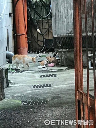 Best Viewer! Adorable Cat Glued to Universiade Diving, Follows Athletes with "Perfect Landing" (Photo provided by netizen surnamed Lee)