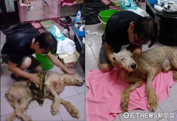"Cherish Every Breath Now" — Elderly Dog Paralyzed and Incontinent, Warm Dad Wipes Four Times Daily: I Love You Just the Same (Photo provided by Mr. Cai)