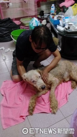 "Cherish Every Breath Now" — Elderly Dog Paralyzed and Incontinent, Warm Dad Wipes Four Times Daily: I Love You Just the Same (Photo provided by Mr. Cai)