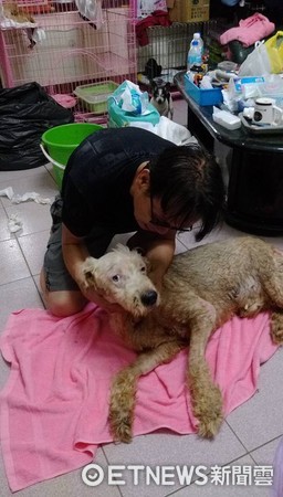 "Cherish Every Breath Now" — Elderly Dog Paralyzed and Incontinent, Warm Dad Wipes Four Times Daily: I Love You Just the Same (Photo provided by Mr. Cai)
