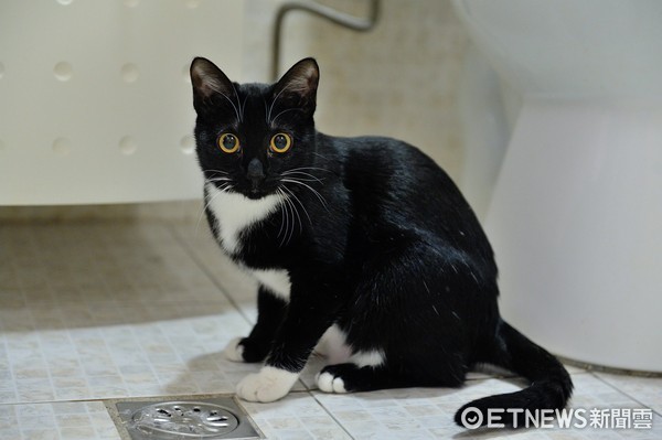 Ghost Month Not Here Yet...Doormat Mysteriously in Living Room Every Day! Hidden Camera Reveals the "Cat Thief" (Image provided by Zhu)