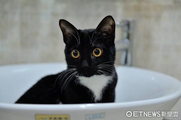 Ghost Month Not Here Yet...Doormat Mysteriously in Living Room Every Day! Hidden Camera Reveals the "Cat Thief" (Image provided by Zhu)
