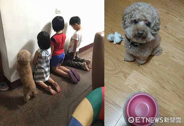 Greedy Poodle Begging for Food~Three Kids Fed Him Too Much and Were Punished to Stand Against the Wall, He…Quietly Pressed Against the Wall (Photo courtesy of Ms. Chang)