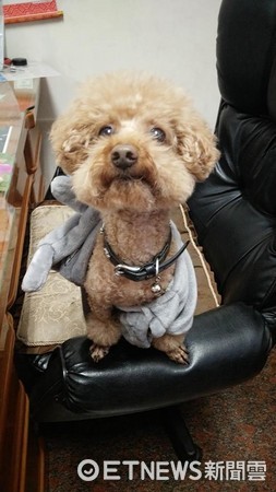 Greedy Poodle Begging for Food~Three Kids Fed Him Too Much and Were Punished to Stand Against the Wall, He…Quietly Pressed Against the Wall (Photo courtesy of Ms. Chang)