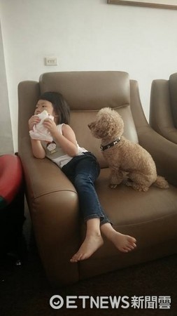 Greedy Poodle Begging for Food~Three Kids Fed Him Too Much and Were Punished to Stand Against the Wall, He…Quietly Pressed Against the Wall (Photo courtesy of Ms. Chang)