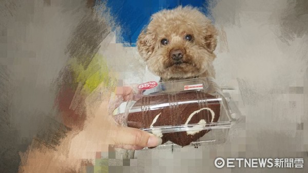 Greedy Poodle Begging for Food~Three Kids Fed Him Too Much and Were Punished to Stand Against the Wall, He…Quietly Pressed Against the Wall (Photo courtesy of Ms. Chang)