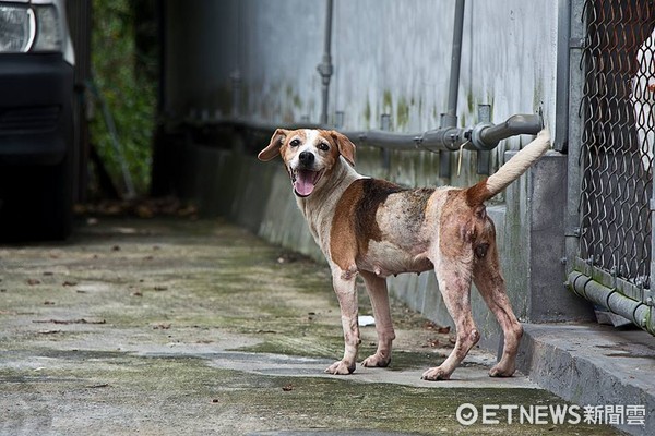 Paralyzed Dog Fearful and Biting Upon Shelter Arrival — After One Year of Rehabilitation, Now Running and Jumping with a Bright Smile (Photo provided by Cat Man)