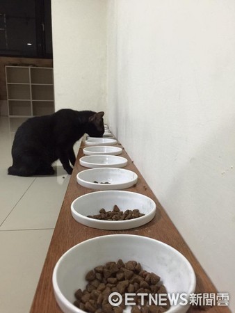 Home to 13 Cats! Yet It Eats Alone Every Day — Thought It Was Being Excluded... Turns Out It's "Clearing the Plates" (Photo / Courtesy of netizen Eva Chou)