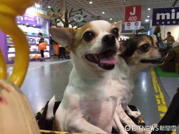Pet Shop Customer Recklessly Opens Safety Door, Causing Chihuahua to Be Hit by Car and Die; Woman Snaps "The Dog Wasn't Well-Behaved" (Photo provided by Ms. Lin)