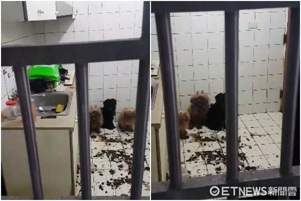 Kitchen Locked for 3 Months! Pups Covered in Feces, Crying for Help as Tenant Vanishes (Photo/Authorized by Mr. Liu)