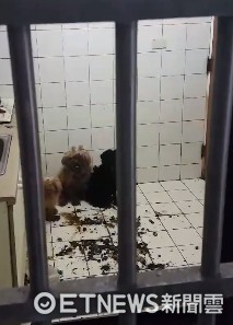 Kitchen Locked for 3 Months! Pups Covered in Feces, Crying for Help as Tenant Vanishes (Photo/Authorized by Mr. Liu)