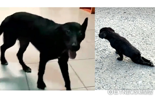 The caring mom took her for acupuncture every day! "Little Bear Sister" hit by a car and half-paralyzed, fully recovers and happily walks again 3 months later (Photo provided by RuRu Lu)