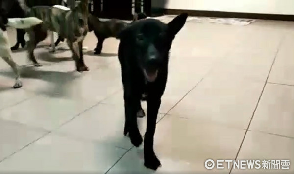 The caring mom took her for acupuncture every day! "Little Bear Sister" hit by a car and half-paralyzed, fully recovers and happily walks again 3 months later (Photo provided by RuRu Lu)